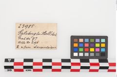 Etiketten zu Eisenlanzenspitzen (NHMW-PRAE-023985)